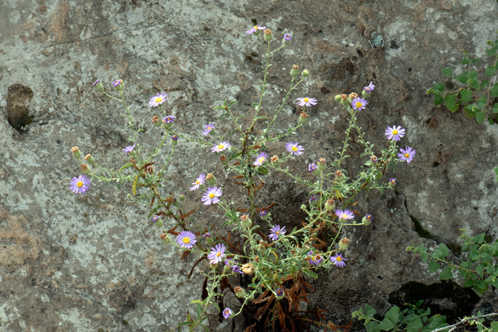 Hoary Tansyaster plants are annual to short lived perennials that grow 2 to 3 feet (70-91 cm) tall or more and prefer elevations from 150 to 8,000 feet (46-2,400 m). Dieteria canescens